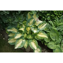 Hosta 'Great Expectations'