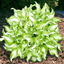 Hosta 'Kiwi Spearmint'