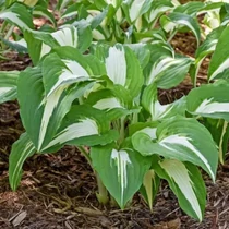 Hosta 'Night Before Christmas'