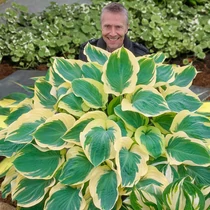 Hosta 'Orion's Belt'