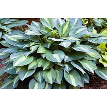 Hosta 'Striptease'