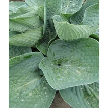 Hosta Big Daddy