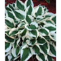Hosta Patriot