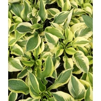 Hosta Wide Brim