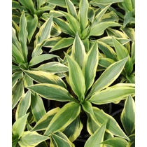 Hosta Wolverine