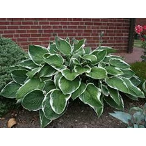 Hosta fortunei Francee