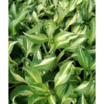 Hosta undulata Mediovariegata