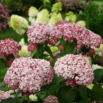 Hydrangea arborescens 'Sweet Annabelle'® - 