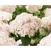 Hydrangea arborescens 'Candybelle Marshmallow'® - 