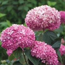 Hydrangea arborescens 'Pink Annabelle'® - 