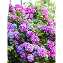 Hydrangea macrophylla 'Bouquet Rose' - Kékesrózsaszín virágú hortenzia
