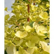 Hydrangea paniculata Candlelight