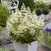 Hydrangea paniculata 'Confetti' ® - Fehér, kúpvirágú bugás hortenzia