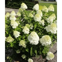Hydrangea paniculata Little Lime