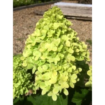 Hydrangea paniculata Mojito