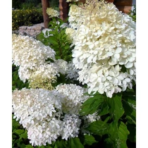 Hydrangea paniculata Phantom 2 literes cserépben