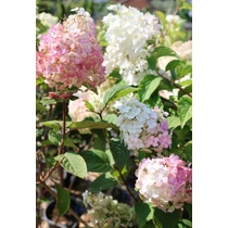 Hydrangea paniculata 'Polestar'® - Fehér-rózsaszín kúpvirágú bugás hortenzia-talajtakaró