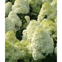 Hydrangea paniculata Silver Dollar