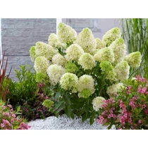 Hydrangea paniculata Skyfall