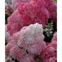 Hydrangea paniculata Sundae Fraise