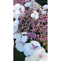 Hydrangea serrata 'Summer Glow'® - 