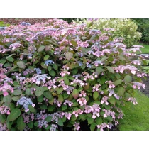 Hydrangea serrata 'Veerle' - 