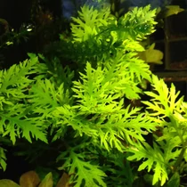 Hygrophila difformis (vízi petrezselyem) akváriumi növény