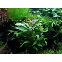 Hygrophila siamensis akváriumi növény
