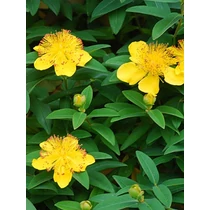 Hypericum calycinum - Örökzöld orbáncfű