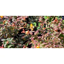 Hypericum moserianum tarka orbáncfű