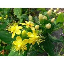 Hypericum x moserianum - Orbáncfű