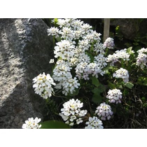 Iberis saxatilis (Korai tatárvirág)