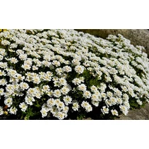 Iberis sempervirens (Örökzöld tatárvirág)