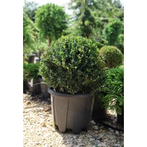 Ilex crenata 'Glory Gem' - 