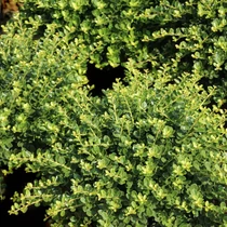 Ilex crenata 'Hetzii' - 