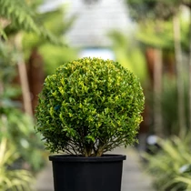Ilex maximowicziana kanehirae - 