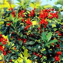 Ilex x meservae 'Blue Prince' - 