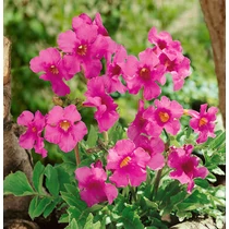 Incarvillea delavayi (Jüanni tölcsérgyökér)