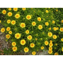 Inula ensifolia 'Compacta' (Kardos peremizs)