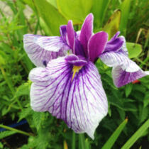 Iris kaempfery - mocsári írisz kerti tavi növény