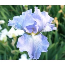Iris  'Babbling Brook' (Nőszirom)