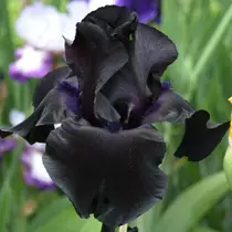 Iris  'Black Taffeta' (Nőszirom)