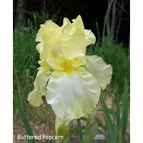 Iris  'Buttered Popcorn' (Nőszirom)