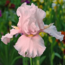 Iris  'Cherished' (Nőszirom)