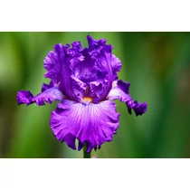 Iris  'Dashing' (Nőszirom)