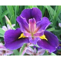 Iris 'Hurrican Party'
