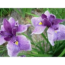 Iris Kaempferi Prairie Glory 9x9-es cserépben