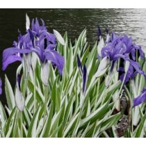 Iris laevigata variegata - Csíkos levelű kék írisz - Kerti tavi növény