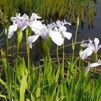 Iris Laevigata snowdrift - Japán írisz kerti tavi növény