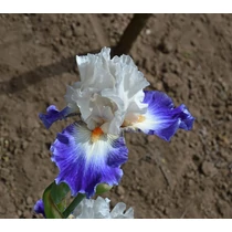 Iris  'World Premier' (Nőszirom)